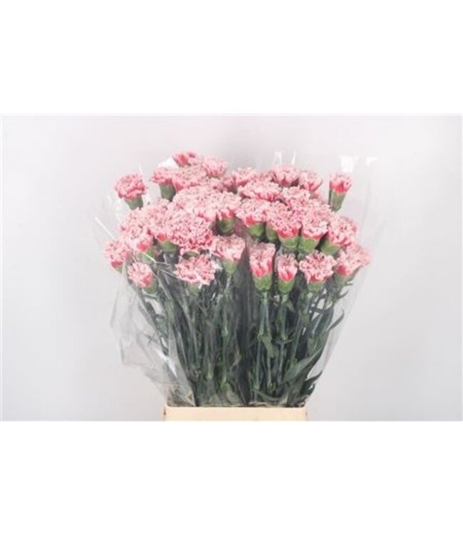 Rosa Mischung Dianthus oder Nelken | Länge 65 Zentimeter | Dianthus Frontera | Pro 20 frische Blumen zu bestellen