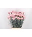 Pink mix Dianthus or Carnations | Length 65 centimeters | Dianthus Frontera | Available to order per 20 fresh flowers