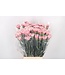 Pink mix Dianthus or Carnations | Length 65 centimeters | Dianthus Frontera | Available to order per 20 fresh flowers