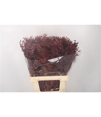 Florimo Fresh Flowers Ruscus. Brown Per Stem ( x 25 )