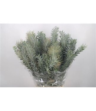 Florimo Fresh Flowers Acacia Luna D'argento frische Blumen | Länge 60 Zentimeter | Pro 5 Bündel