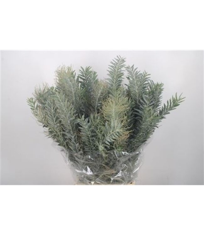 Acacia Luna D'argento verse bloemen | Lengte 60 centimeter | Per 5 bossen te bestellen