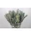 Acacia Luna D'argento fresh flowers | Length 60 centimeters | Available to order per 5 bunches