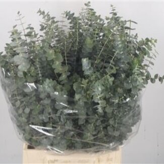 Florimo Fresh Flowers Fresh Eucalyptus Baby Blue branches | Length 50 centimeters | 150 grams per bunch | Per 5 bunches