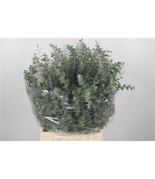 Verse Eucalyptus Baby Blue takken | Lengte 50 centimeter | 150 gram per bos | Per 5 bossen te bestellen