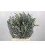 Frische Eukalyptus Baby Blue Zweige | Länge 50 Zentimeter | 150 Gramm pro Bund | Ab 5 Bunden bestellbar