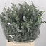 Verse Eucalyptus Baby Blue takken | Lengte 50 centimeter | 150 gram per bos | Per 5 bossen te bestellen