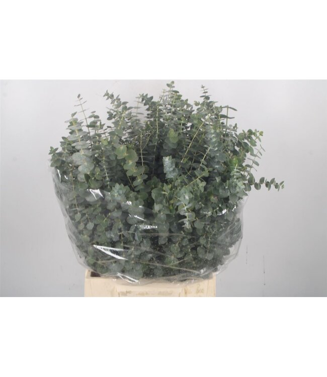 Frische Eukalyptus Baby Blue Zweige | Länge 50 Zentimeter | 150 Gramm pro Bund | Ab 5 Bunden bestellbar