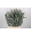 Frische Eukalyptus Baby Blue Zweige | Länge 50 Zentimeter | 150 Gramm pro Bund | Ab 5 Bunden bestellbar