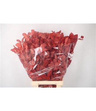 Florimo Fresh Flowers Stabi Beuk Red Per Bunch ( x 5 )