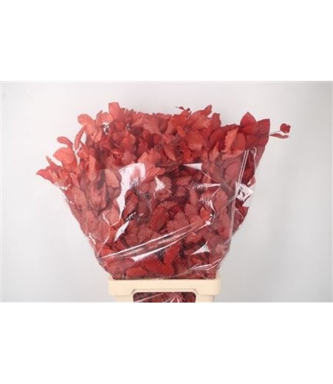 Stabi Beuk Red Per Bunch ( x 5 )