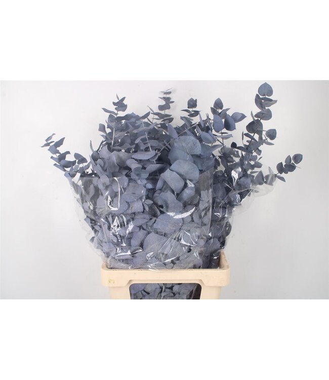 Stabi Stuartiana Milka Per Bunch ( x 5 )