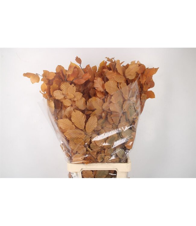 Stabi Beuk Yellow Per Bunch ( x 5 )