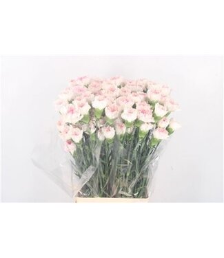 Florimo Fresh Flowers Weiß-rosa Dianthus oder Nelken | Länge 70 Zentimeter | Dianthus Yukari Cherry | Pro 20 frische Blumen