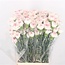 White-pink Dianthus or Carnations | Length 70 centimeters | Dianthus Yukari Cherry | Available to order per 20 fresh flowers