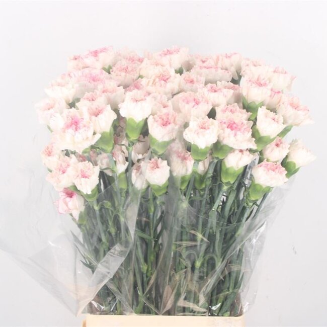 Witroze Dianthus of Anjers | Lengte 70 centimeter | Dianthus Yukari Cherry | Per 20 verse bloemen te bestellen