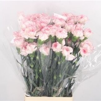 Florimo Fresh Flowers Pastel roze Dianthus of Anjers | Lengte 70 centimeter | Dianthus Pastel Damascus | Per 20 verse bloemen