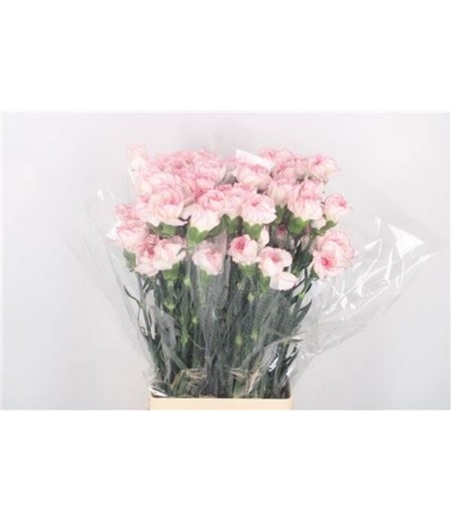 Pastellrosa Dianthus oder Nelken | Länge 70 Zentimeter | Dianthus Pastel Damascus | Pro 20 frische Blumen zu bestellen