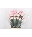 Pastellrosa Dianthus oder Nelken | Länge 70 Zentimeter | Dianthus Pastel Damascus | Pro 20 frische Blumen zu bestellen