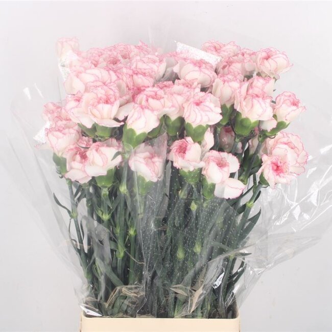Pastel roze Dianthus of Anjers | Lengte 70 centimeter | Dianthus Pastel Damascus | Per 20 verse bloemen te bestellen