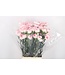 Pastellrosa Dianthus oder Nelken | Länge 70 Zentimeter | Dianthus Pastel Damascus | Pro 20 frische Blumen zu bestellen