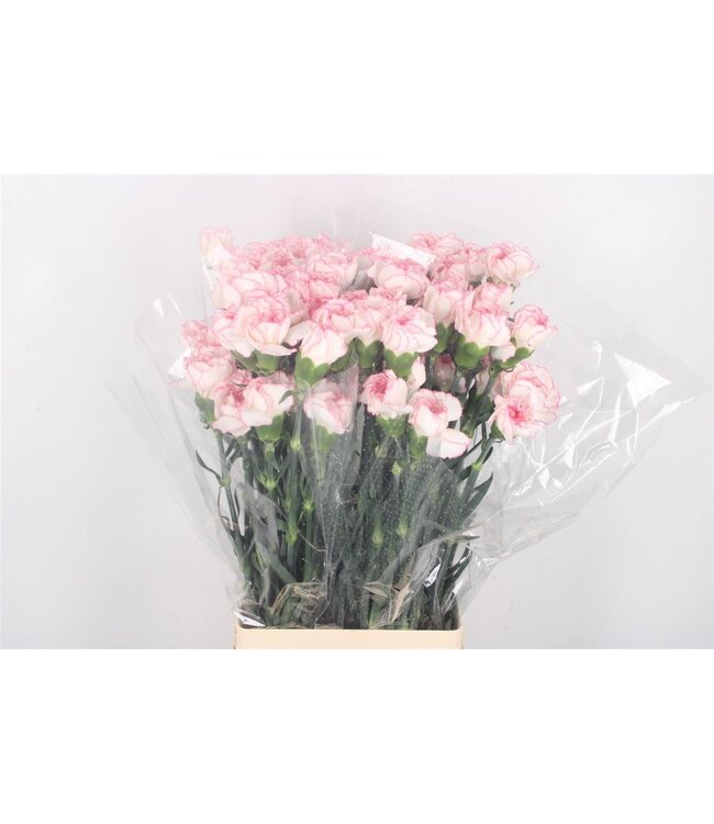 Pastellrosa Dianthus oder Nelken | Länge 70 Zentimeter | Dianthus Pastel Damascus | Pro 20 frische Blumen zu bestellen