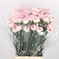 Pastel Pink Dianthus or Carnations | Length 70 centimeters | Dianthus Pastel Damascus | Available to order per 20 fresh flowers