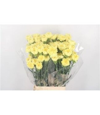 Florimo Fresh Flowers Yellow Dianthus or Carnations | Length 65 centimeters | Dianthus Hermes | Per 20 fresh flowers Florimo Fresh Flowers Yellow Dianthus or Carnations | Length 65 centimeters | Dianthus Hermes | Per 20 fresh flowers