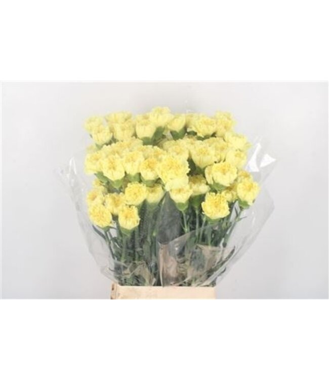 Yellow Dianthus or Carnations | Length 65 centimeters | Dianthus Hermes | Available to order per 20 fresh flowers