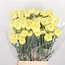 Gele Dianthus of Anjers | Lengte 65 centimeter | Dianthus Hermes | Per 20 verse bloemen te bestellen
