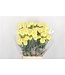 Yellow Dianthus or Carnations | Length 65 centimeters | Dianthus Hermes | Available to order per 20 fresh flowers