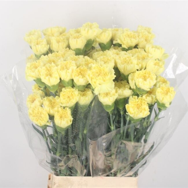 Gele Dianthus of Anjers | Lengte 65 centimeter | Dianthus Hermes | Per 20 verse bloemen te bestellen