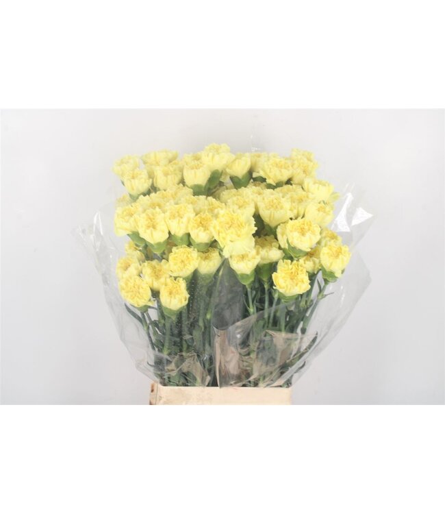 Gelbe Dianthus oder Nelken | Länge 65 Zentimeter | Dianthus Hermes | Pro 20 frische Blumen zu bestellen