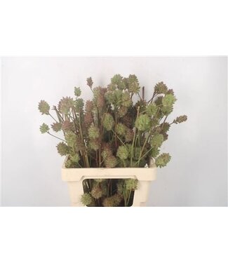 Florimo Fresh Flowers Zoethout 60cm ( x 10 )