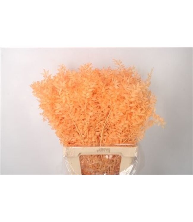 Ruscus. Salmon Per Stem ( x 25 )