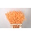Ruscus. Salmon Per Stem ( x 25 )