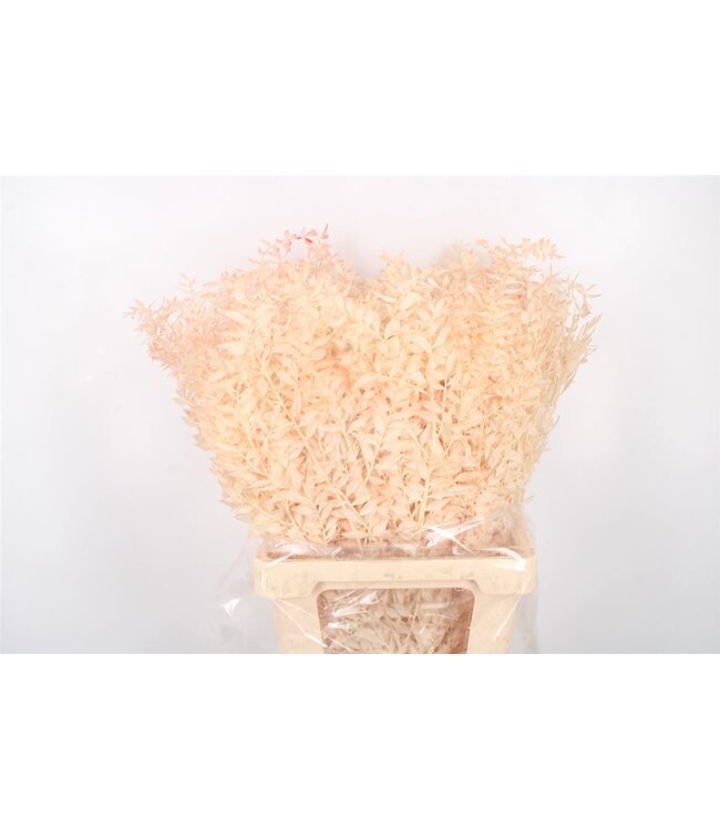 Ruscus. Salmon Per Stem ( x 25 )