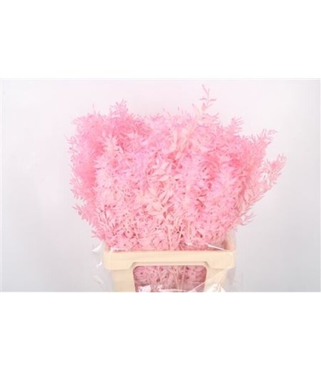 Ruscus. Baby Pink Per Stem ( x 25 )