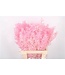 Ruscus. Baby Pink Per Stem ( x 25 )