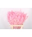 Ruscus. Baby Pink Per Stem ( x 25 )