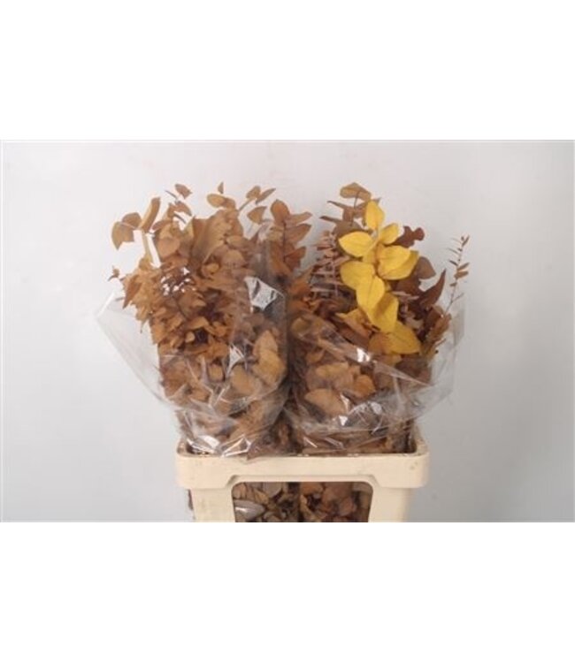 Stabi Stuartiana Yellow Per Bunch ( x 5 )