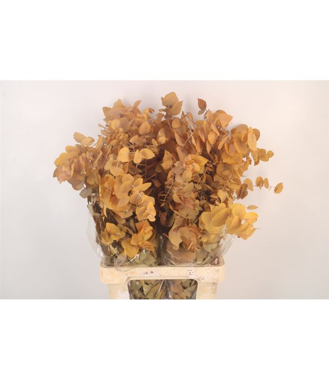 Stabi Stuartiana Yellow Per Bunch ( x 5 )