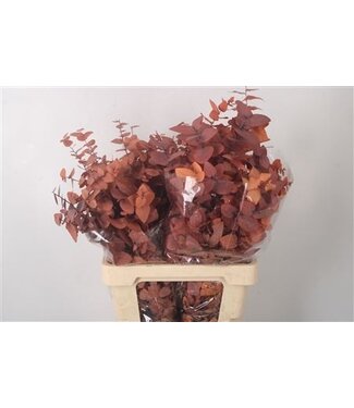 Florimo Fresh Flowers Stabi Stuartiana Orange Per Bunch ( x 5 )