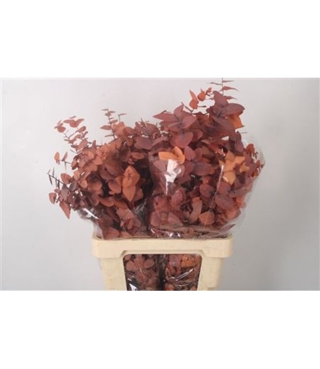 Stabi Stuartiana Orange Per Bunch ( x 5 )