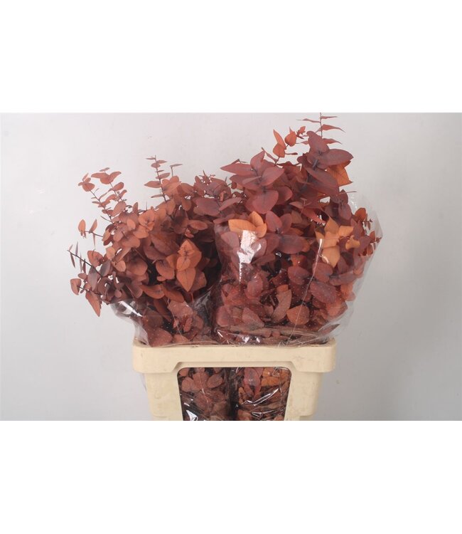 Stabi Stuartiana Orange Per Bunch ( x 5 )