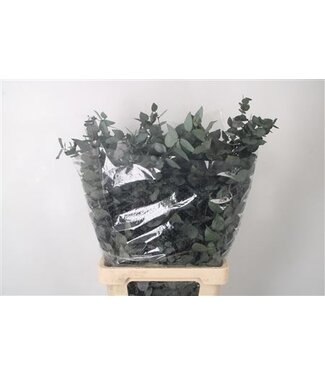 Florimo Fresh Flowers Stabi Stuartiana Green Per Bunch ( x 5 )