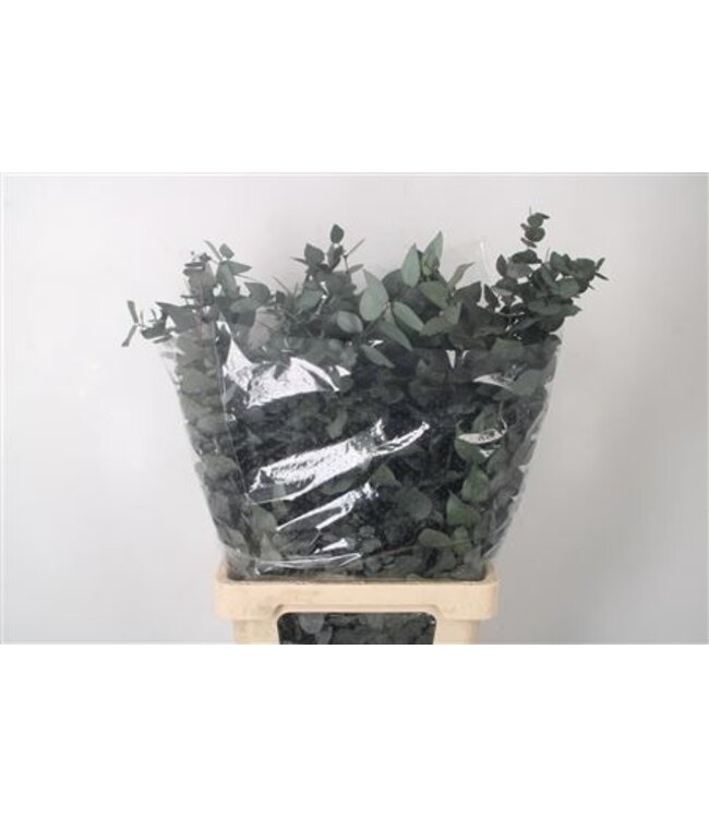 Stabi Stuartiana Green Per Bunch ( x 5 )