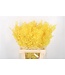 Ruscus. Yellow Per Stem ( x 25 )