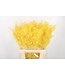 Ruscus. Yellow Per Stem ( x 25 )