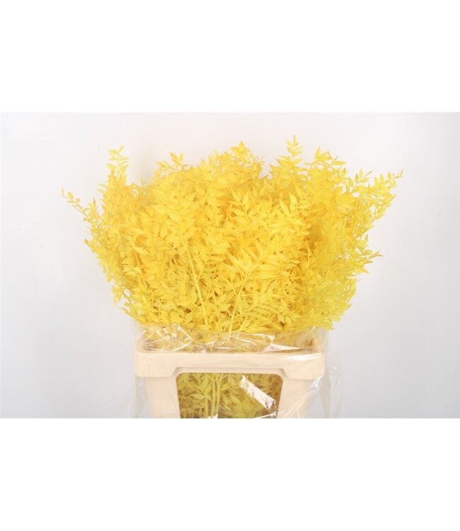 Ruscus. Yellow Per Stem ( x 25 )